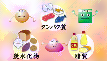 酵素の働き